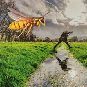 As usual, the wasps spoiled the picnic