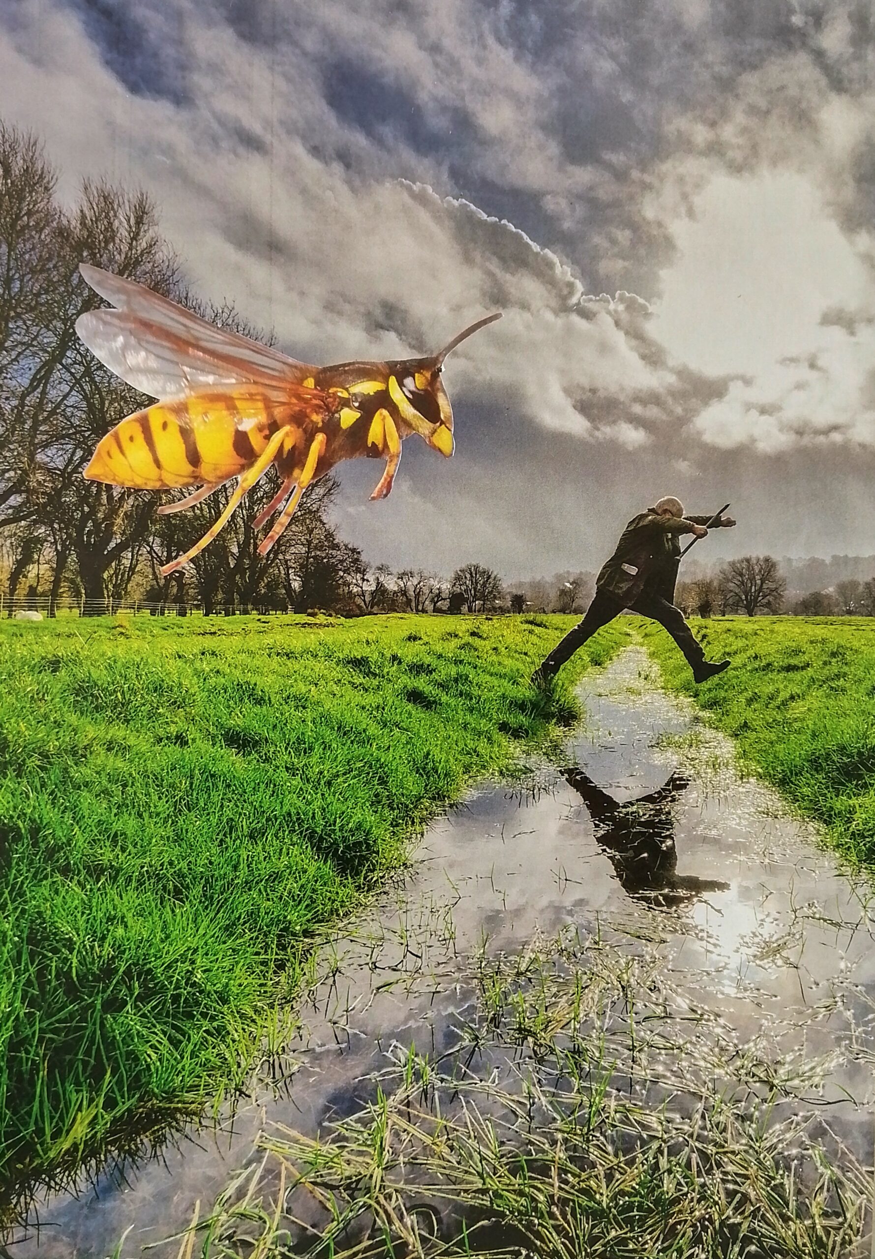 As usual, the wasps spoiled the picnic