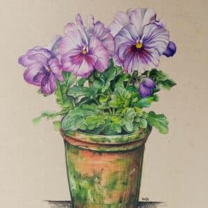 Potted Purple Pansies