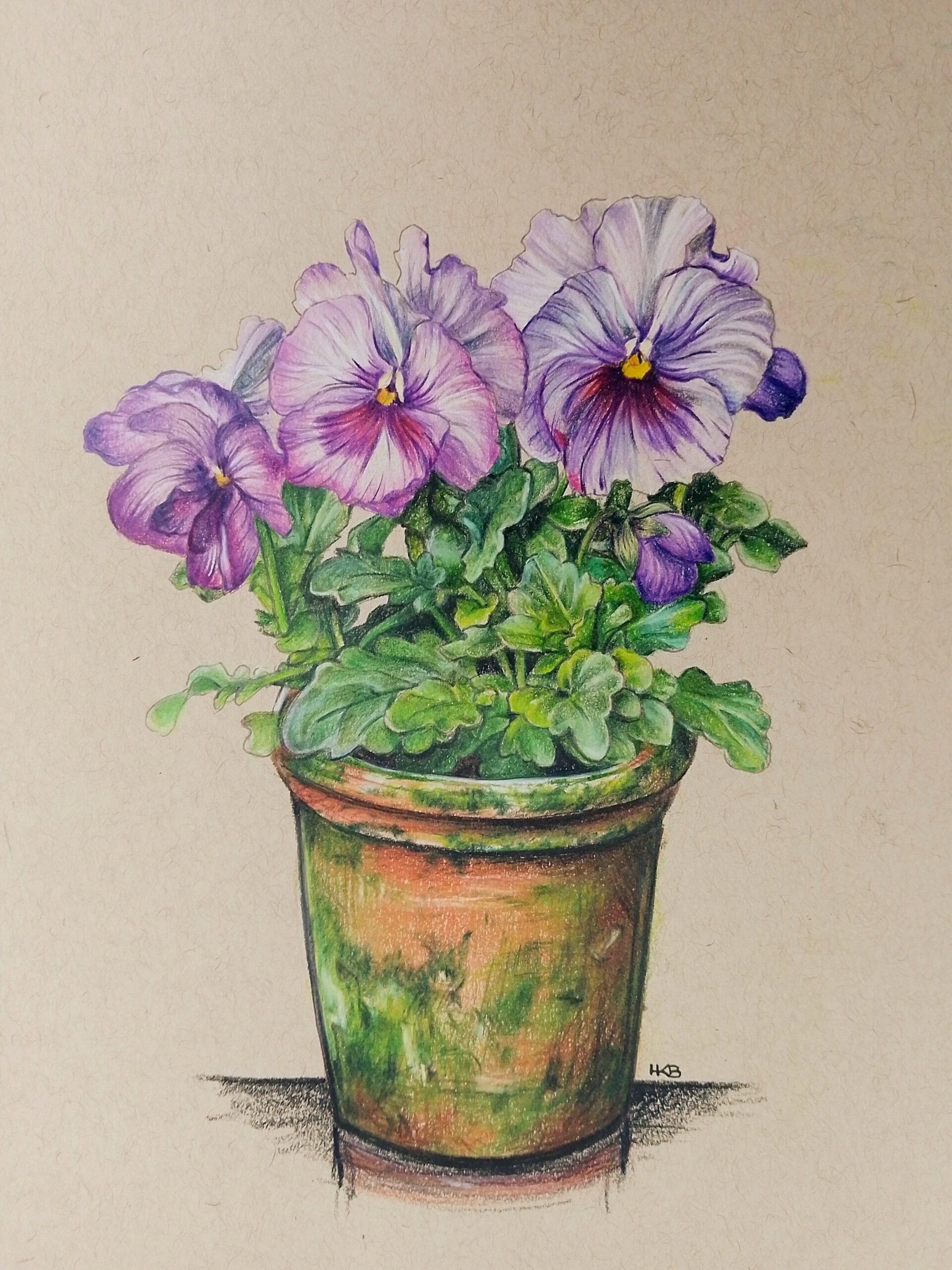 Potted Purple Pansies